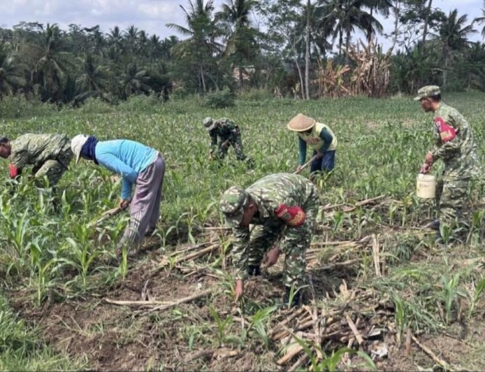 Anggota Koramil 10/Bawang Bersama Kelompok Tani Desa Mantrianom Lakukan Perawatan Tanaman Jagung