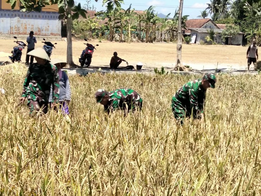 Panen Padi Bersama Poktan Margi Tani Babinsa Koramil 15/Rakit Perkuat Pendampingan Ketahanan Pangan