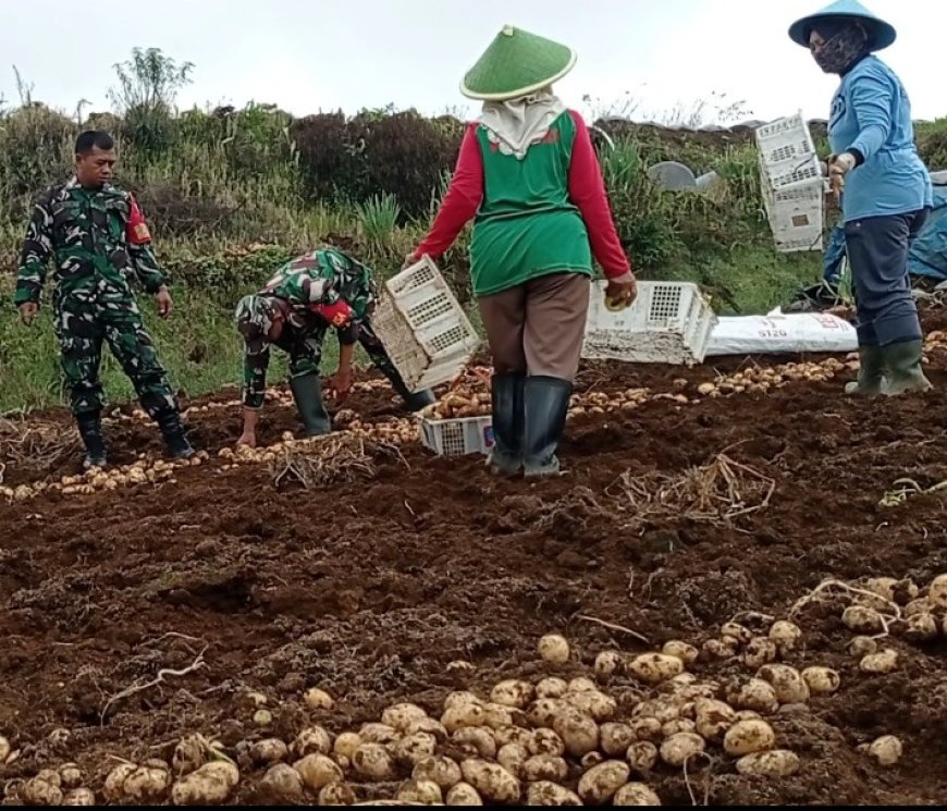 Danramil 05/Batur Bersama Kelompok Tani Panen Kentang di Dieng, Cuaca dan Harga Pasar Jadi Perhatian