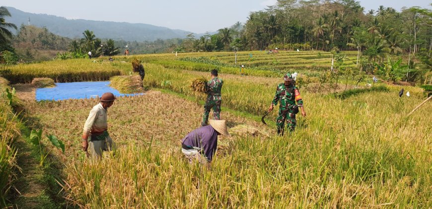 Sukseskan Ketahanan Pangan Danramil Dan Babinsa Terhun Langsung Bantu Petani Panen Padi