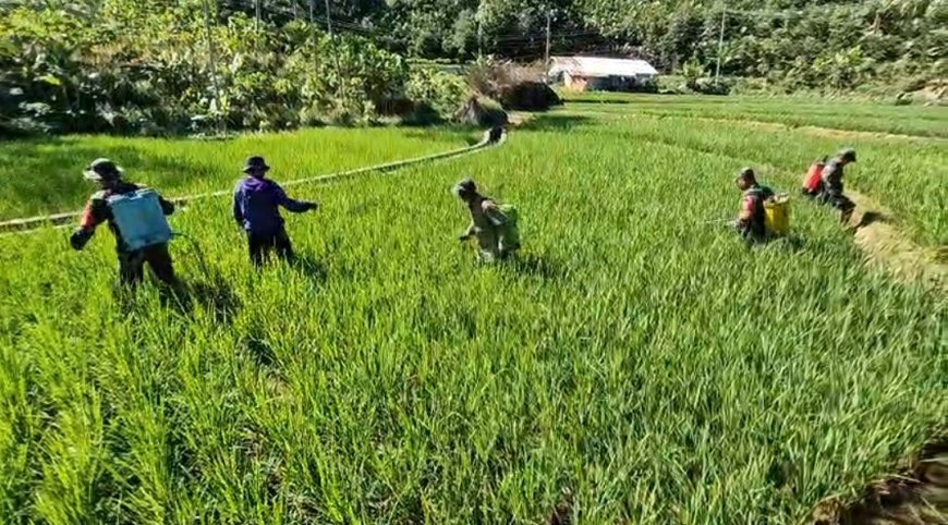 Berantas Hama Tanaman Babinsa Koramil 04 Karangkobar Bantu Petani Semprot Tanaman Padi