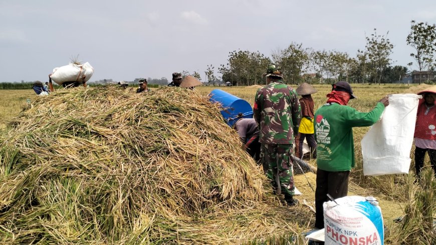 Koramil 02/Klampok Melaksanakan Panen Padi Bersama Poktan Sampurna Desa Kalimandi