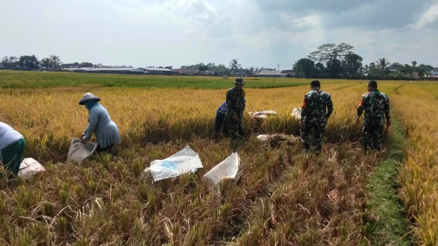 Babinsa Bantu Panen Padi Petani Wujudkan Ketahanan Pangan Nasional