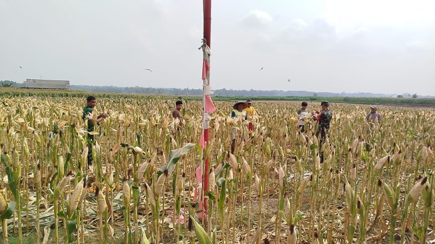 Babinsa Panen Jagung Bersama Masyarakat Susukan