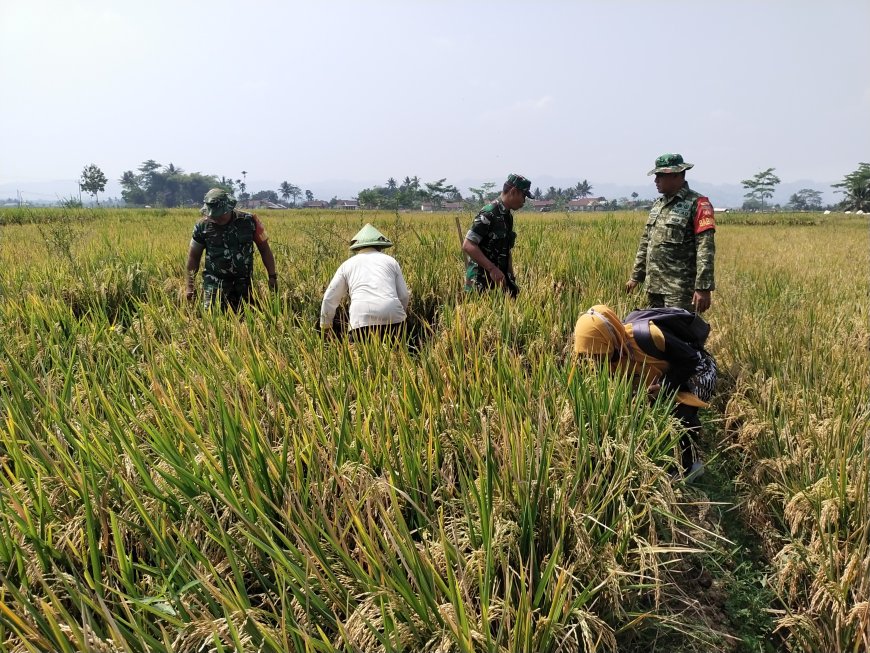 Danramil 08/Purwanegara Pimpin Pendampingan Panen Padi di Desa Danaraja Wujudkan Ketahanan Pangan
