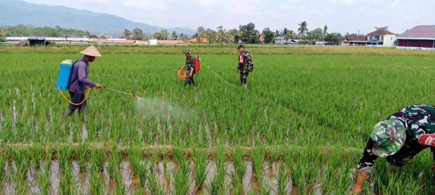 Peduli dengan ketahanan pangan babinsa membantu petaniperawatan padi