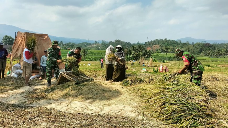 Dukung Ketahanan Pangan, Babinsa Koramil 01/Banjarnegara Dampingi Petani Panen Padi
