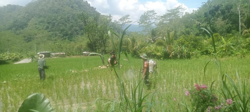 BABINSA KORAMIL 18/PAGENTAN BERSAMA KETUA POKTAN TANI MAJU MELAKSANAKAN KEGIATAN PENYEMPROTAN TANAMAN PADI