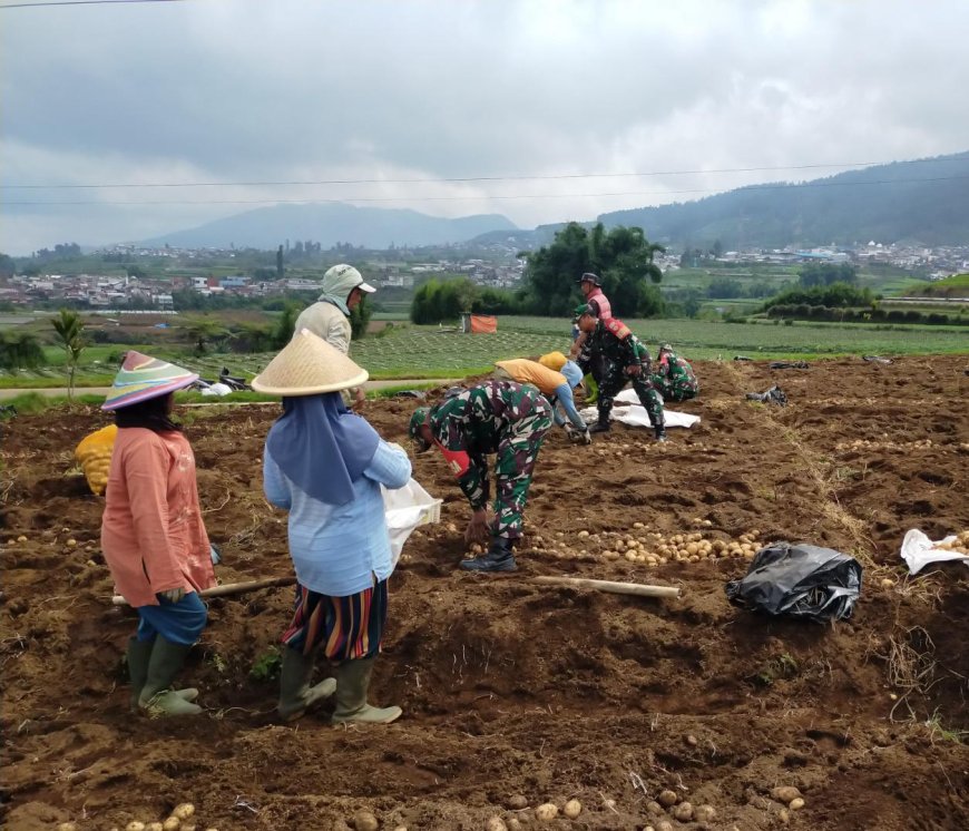 Danramil 05/Batur Dampingi Petani Panen Kentang di Desa Pekasiran
