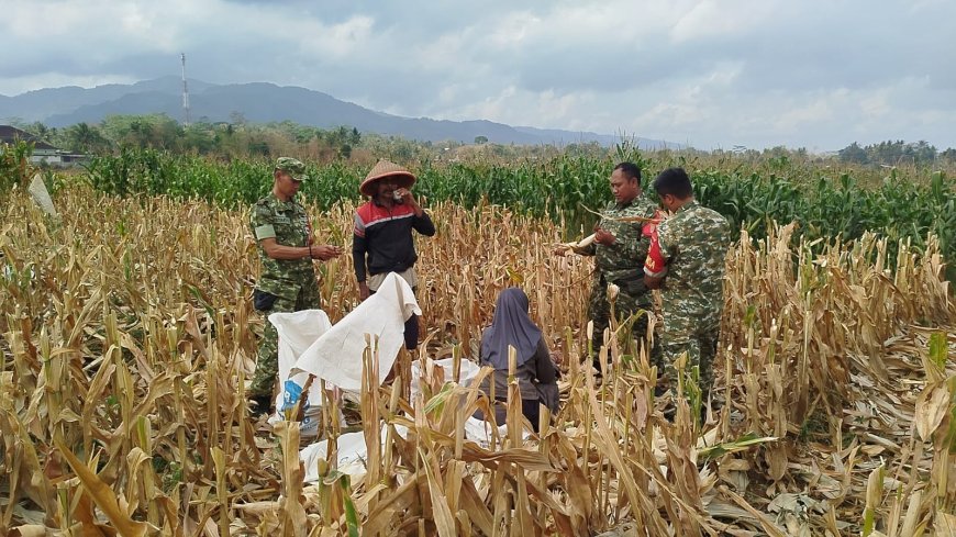 Mendukung Program Ketahanan Pangan Babinsa Membantu Pentani Saat Penan jagung diwilayah