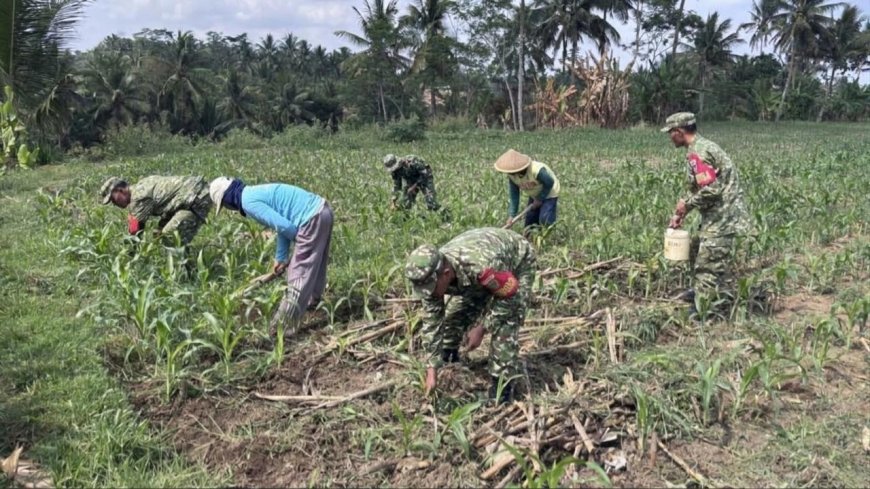 Anggota Koramil 10/Bawang Bersama Kelompok Tani Desa Mantrianom Lakukan Perawatan Tanaman Jagung
